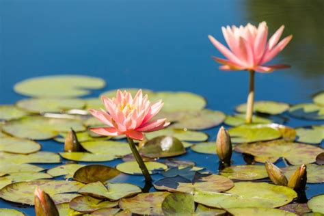 蓮花水缸風水|睡蓮風水大揭秘：家中養睡蓮對風水好嗎？原來答案是這樣的！